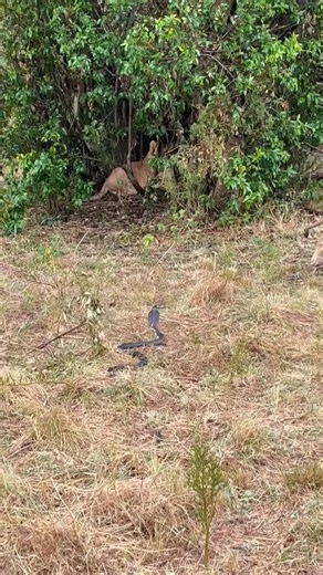 9.6K views · 51 reactions | Lions can easily crush snakes because they have no limbs, movable eyelids, or ear openings. Venomous snakes can kill lions.However, lions are tough animals and can survive snake bites that would kill a human. Factors that affect the outcome include the amount of venom injected, where the lion was bitten, and the lion's overall health. Video by Gabriel Antony | Oltepesi Tours Travel and Events | Facebook