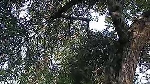 VID_20240824_121300.mp4