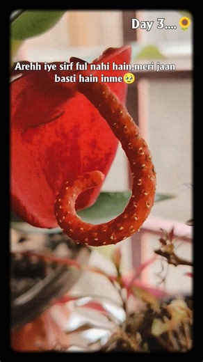 Day 3🌻#ytshorts #minivlog #foryou #subscribe #support #creator #dream