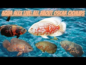 Aqua Alex LIVE: All About Oscar Cichlids (Astronotus Ocellatus)