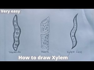 How to draw Xylem step by step | How to draw xylem tissue structure