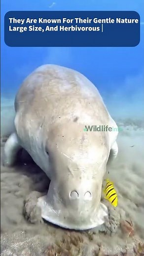 Meet the Sea Cow – Nature’s Calmest Swimmer