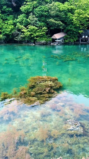 透き通るほど綺麗な佐渡島の海 海中透視たらい舟で海中を覗けます🧜 📍新潟県｜Niigata #佐渡島 #矢島経島 #日本の風景 #絶景 #japantravel #japannature