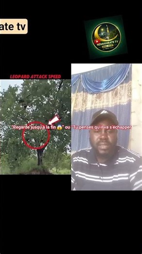 👉 Léopard vs Singe 🐆🐒 Incroyable attaque en pleine nature 😱