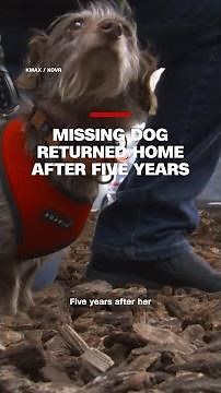 Missing dog returns home after five years