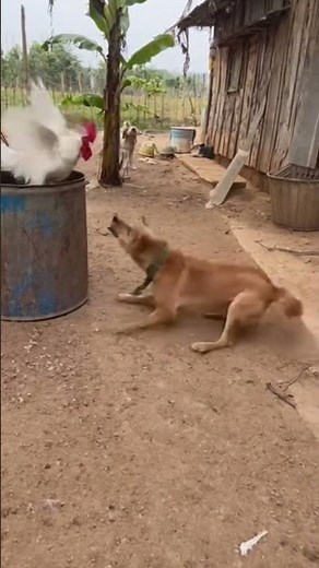 Rooster Teaches Dog a Lesson! 🤣