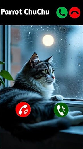 Cute Cat Calling Mei wei😻🐱 #catlover #mi ashorts