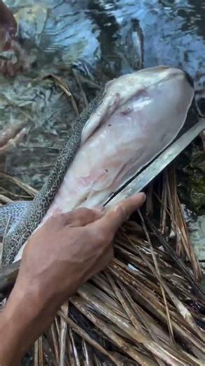 Amazing Giant Fish Cleaning & Filleting Process | Incredible Seafood Catch