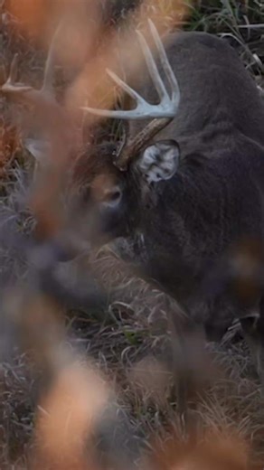 This is the most amazing snort wheeze I've ever heard #fencefinds #deerhunting #deerpark #buckmaster #shedhunting | Tina Shapiro