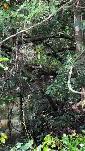 Big croc havin a sneaky look around in the Northern Territory, Australia. Crocodiles hunt using sight, sound and smell as well as touch/vibration detection using highly developed pressure sensors. Such an elite predator. Follow for more, subscribe to support! 🧡🐊 | Wildman Adventures