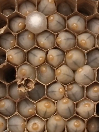 Hornet INFESTATION In Bedroom Wall! Wasp Nest Removal #fyp #viral #viralvideo #hornetking #hornet #wasp
