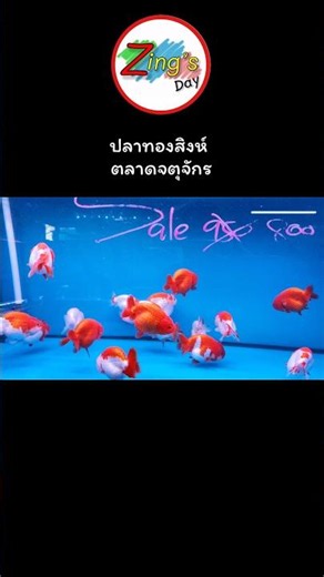 ปลาทองสิงห์ตลาดจตุจักร