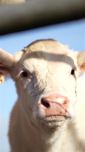 En attendant les beaux jours 🤩 #fyp #charolais #cow #farm #viral