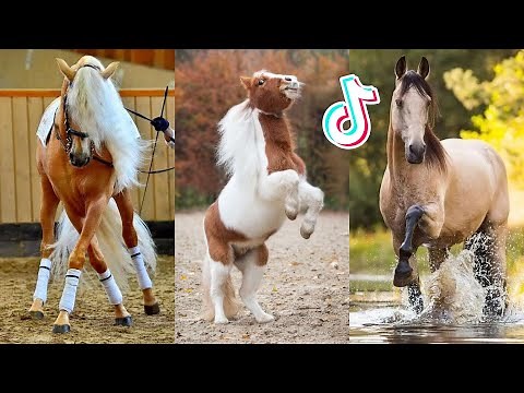 The Best HORSE TikTok Compilation #151