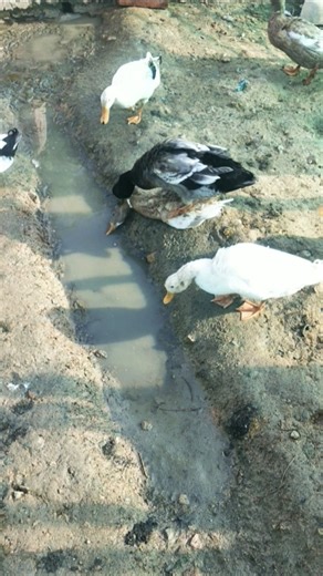 Indian runner duck farming in village #duckfarmer #ducklingspro #duckfarm #duckstarter #babyduck