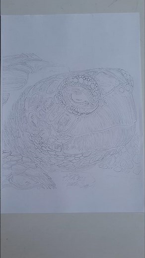 “Turtle Outline Drawing ✏️ Simple Line Art #Shorts”