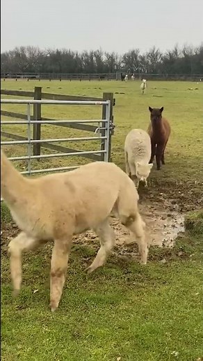 Hilarious Alpacas Jump Over a Little Puddle! #Alpacas #Shorts