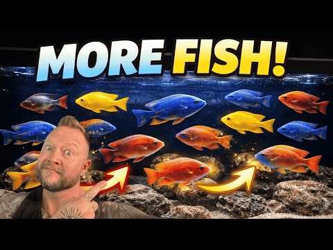 Adding MORE Peacocks & Haps to My 125 Gallon Dream Tank!