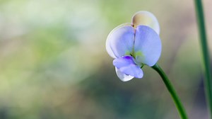 A common plant virus is an unlikely ally in the war on cancer