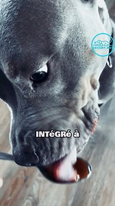 Les bienfaits de miel sur les chiens #fblifestyle #chien #chiot | Cheeny Chien