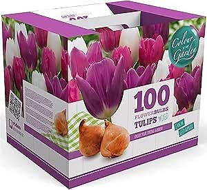 100 Tulip Mix Flower Bulb Box with Easy Carry Handle - Purple, Pink and White Mixed Colors - Weeks of Easy to Grow Flowers - Plant in Gardens, Containers & Flowerbeds - Planting Instructions Included