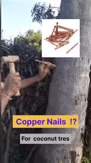 Ramegowda Gandhanahalli on Instagram: "Copper nails for Coconut Trees copper nailing is unscientific"