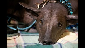 Temperament of the Peruvian Hairless Dog