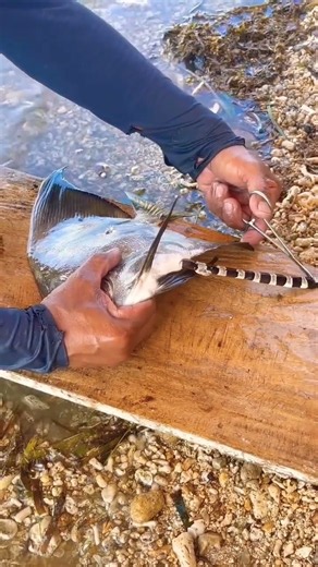 Amazing Fish Discovery! 😱🐟 | Look What’s Inside This Fish!