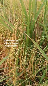 Today basmati Mandi information ਅੱਜ ਬਾਸਮਤੀ ਦੇ ਤਾਜਾ ਮੰਡੀ ਭਾਅ ਦੀ ਜਾਣਕਾਰੀ #sohnapunjab #basmatimandirates #anajmandi #basmati1509 | Sohna Punjab