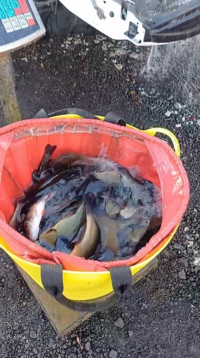 3.1K views · 14 reactions | HOLLY TREE PARK AND FISH TENCH AND PEARCH BEING STOCKED TODAY!!! | Hollytree Touring Caravan Park and Pub | Facebook