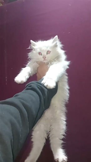 female kitten along code semi 5face