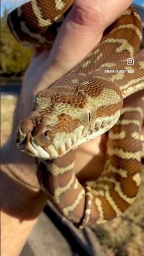 Hypo Het Stonewashed Bredl’s Python