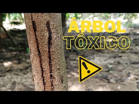 Árbol tóxico - Chechen - Metopium brownei - Información científica.