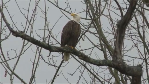 Ohio's bald eagle population reaches 715, poised for growth next month