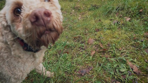 1.7K views · 26 reactions | Sniffing out our newest ingredient... Download the Shack App for exclusive early access 10/12. Trust us, you're going to dig it.​ https://shakeshack.app.link/early-access | Shake Shack | Facebook