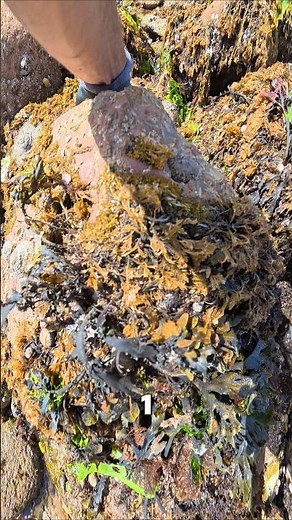 I FLIPPED a rock and found this!👀