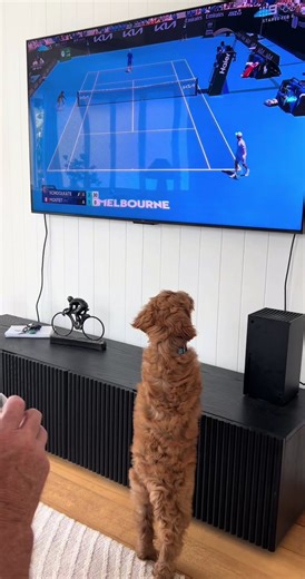 And that’s why they call me Rafael 🙂‍↕️🙂‍↕️🙂‍↕️#ausopen #fyp #foryou #foryoupage #cobberdog @Australian Open