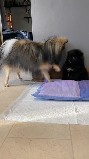 Adorable Black Pomeranian Puppy Moments with Wolfie | Cute Dog Videos