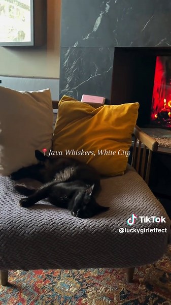 Fun Things To Do In London: Ep.5 - Cat Cafe 💕 📍Java Whiskers, White City @Java Whiskers #thingstodo #thingstodoinlondon #funthingstodoinlondon #funthingstodo #fyp