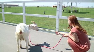 World Ranch on Reels