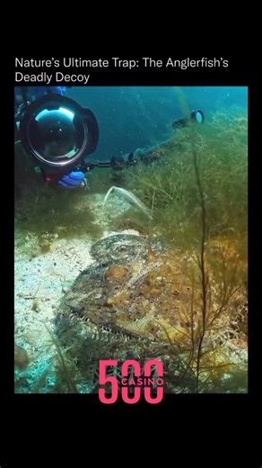 Space Astro on Instagram: "Dive into the depths to witness nature’s ultimate predator! The anglerfish uses its deadly decoy to lure prey in this mesmerizing underwater scene! 🌊🐟 #Underwater #Anglerfish #NatureTrap #DeepSea #Wildlife #OceanLife #MarineBiology #SeaCreatures #NatureWonders #UnderwaterWorld #OceanExploration #FishFacts #MarineLife #DeepSeaCreatures #NatureDocumentary #OceanBeauty #WildlifePhotography #SeaMonsters #UnderwaterAdventures #OceanConservation #MarineWonder #DeepOcean #N