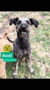 18K views · 80 reactions | UPDATE: Basil-NC has been adopted❣️...