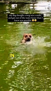 124K views · 1K reactions | Seeing a SNAKE While Swimming?   (@bringonthetravel via ViralHog) #snake #dogvideos #dogs #swimming #funnydogs | Brennan Rogers | Facebook