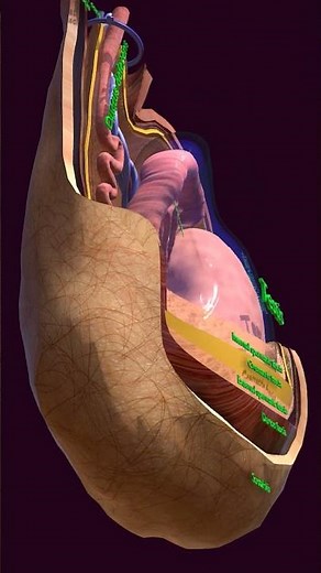 Scrotum