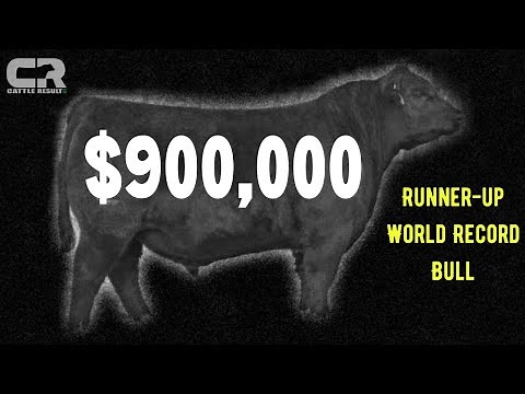 💲💲💲 $900,000 BULL RUNNER-UP WORLD RECORD BLACK ANGUS SOLD AT AUCTION POSS ANGUS