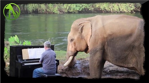 Pianist plays soulful music for elephants who survived a hard life