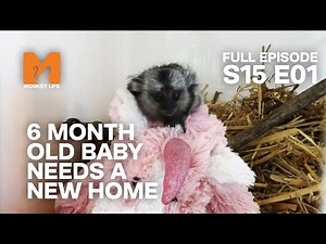 6 Month Old Marmoset Fostered | Season 15 Episode 1 | Full Episode | Monkey Life
