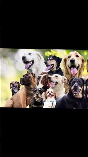 Why Dogs Thrive in Packs: The Secret to Their Social Nature #didyouknow #animallovers #DogLife