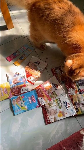 Thanks kaniva Bangladesh #prettycat #cuteanimal #catlover #prettyfunny #animal #cat#pets #eidmubarak