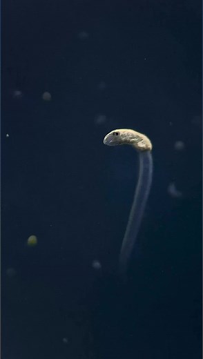 This cercaria (larva) is in the very first stage of becoming a freshwater parasitic worm. Once these creatures mature and develop specialized structures such as suckers, hooks, penetration and encystment glands they can begin to infect a host. Most commonly they’re found to infect snails, sometimes fish, and occasionally even humans! 🪱😳#MicroscopicMonday 🔬 by @tardibabe/IG | Science Channel